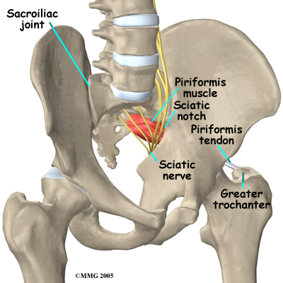 pelvis nerves